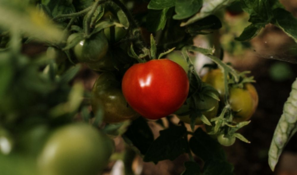 Tomate como preparar huerto tierra para cultivar