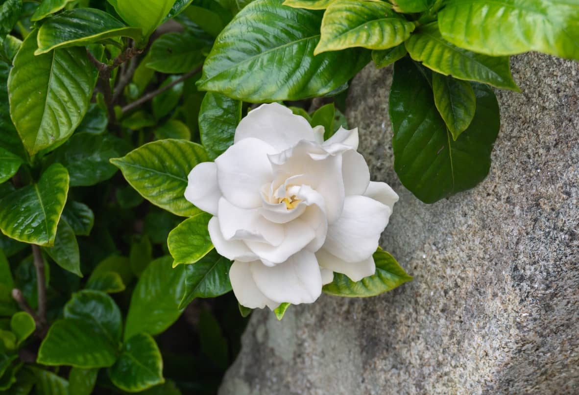 Gardenia: cuidados y mantenimiento