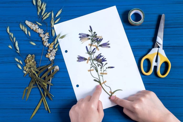 Cómo hacer un herbario fácilmente - Blog del héroe Greencut
