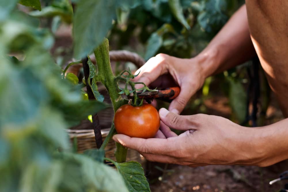 Técnicas agricultura ecológica ventajas y desventajas