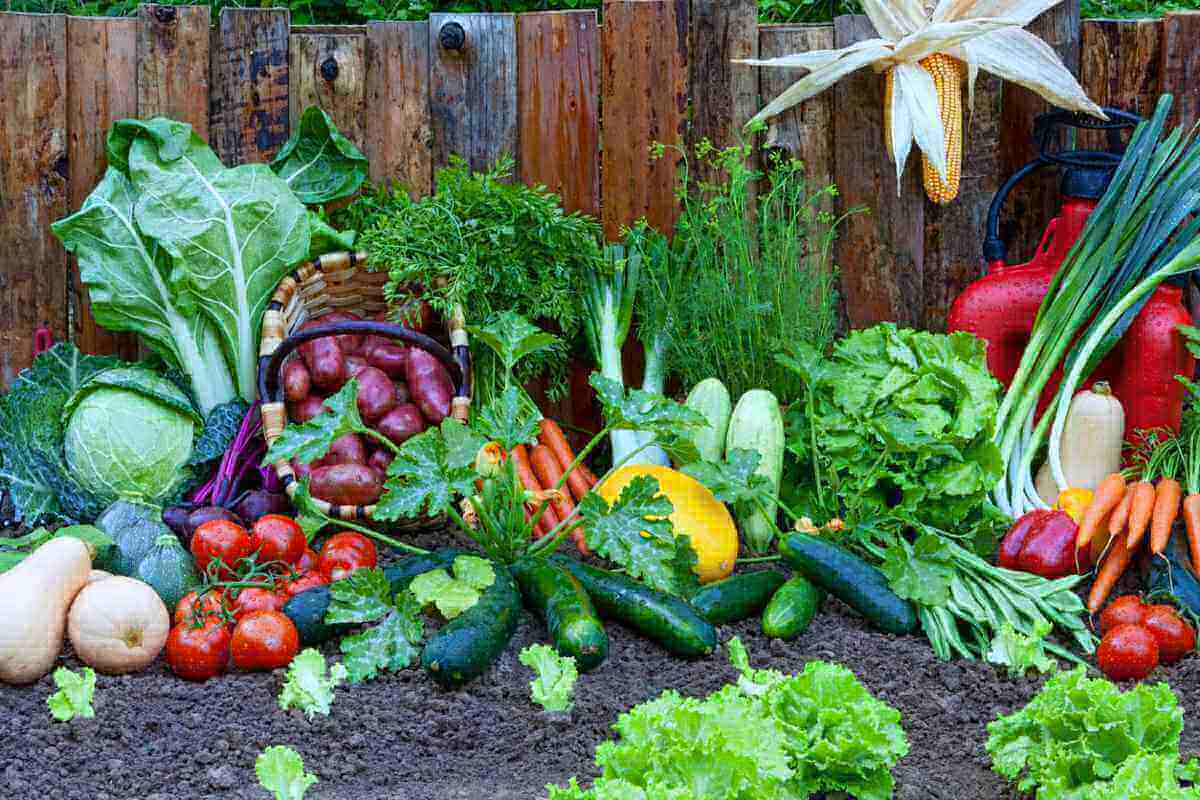 Ventajas Y Desventajas De La Agricultura - MXEDUSA