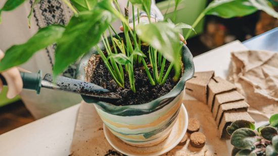 como abonar plantas en maceta planta en suelo fertilizado