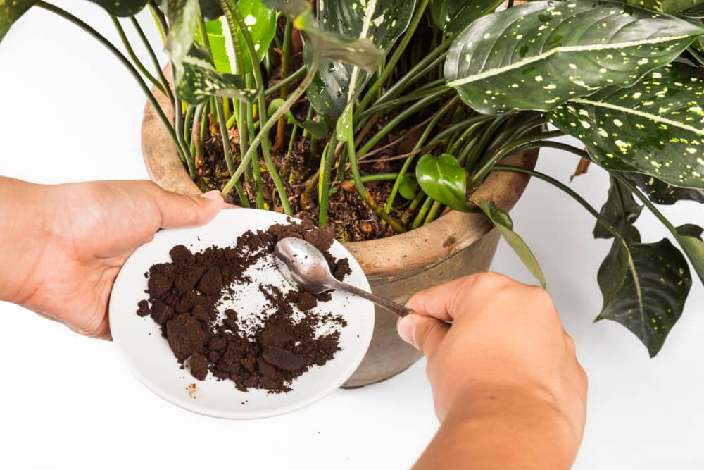 como abonar plantas en maceta con posado de café