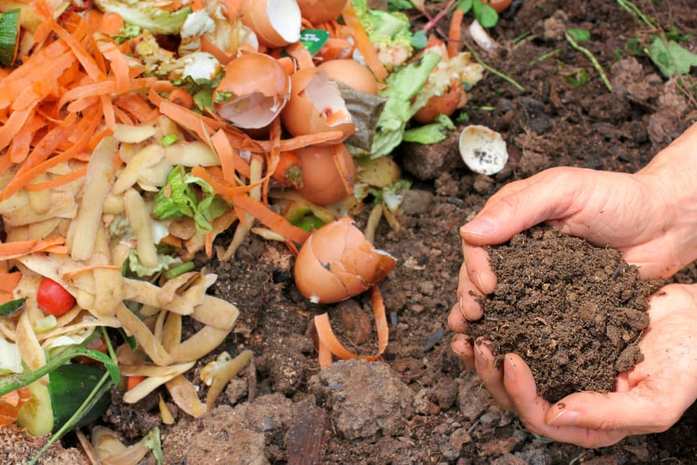 como abonar plantas en maceta restos  orgánicos