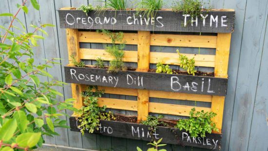 como hacer un jardín vertical con palets palet con nombres de plantas