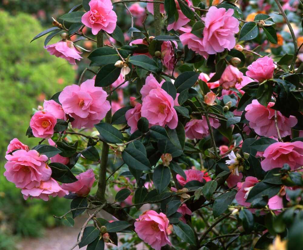 arbustos de exterior resistentes al frío y calor camelia