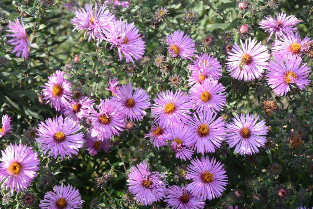 flores de otoño exterior áster