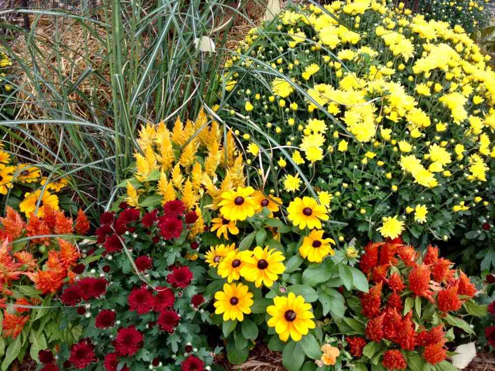 Flores de otoño de exterior para jardín o Blog del héroe Greencut