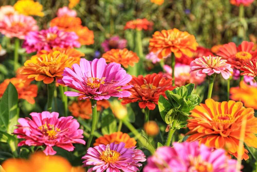 flores de otoño exterior zinnia