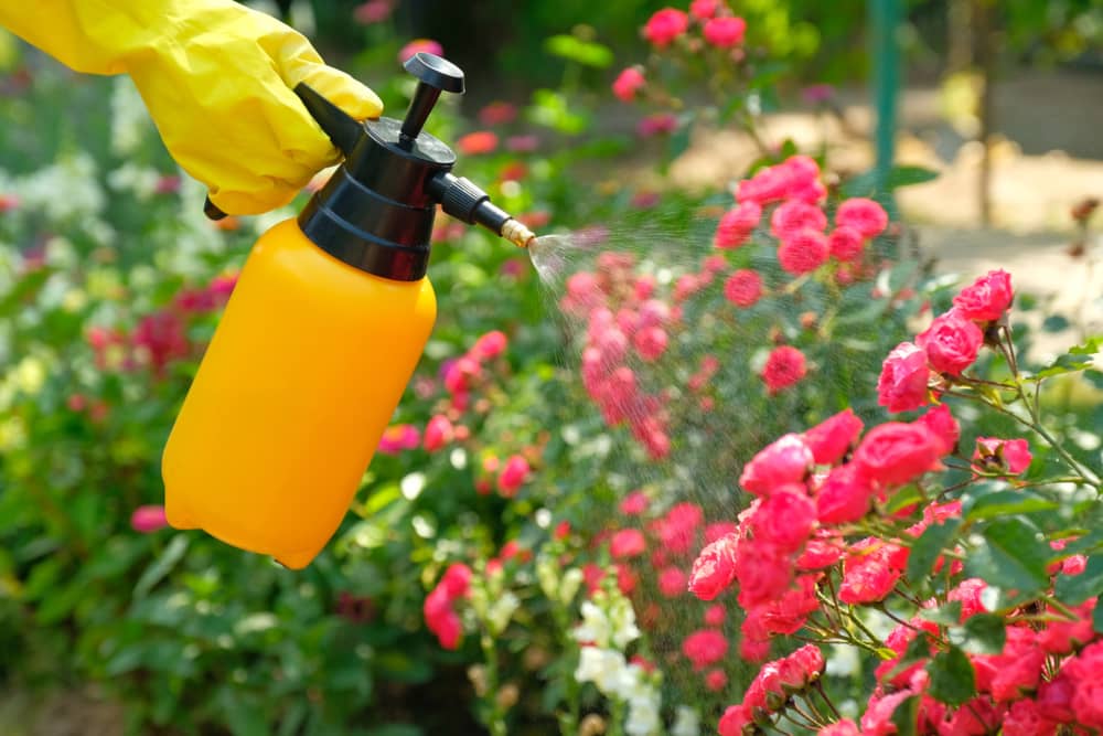 Pulverizador para plagas en plantas