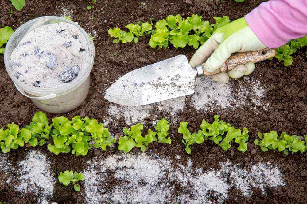 Suelo para plagas de plantas.