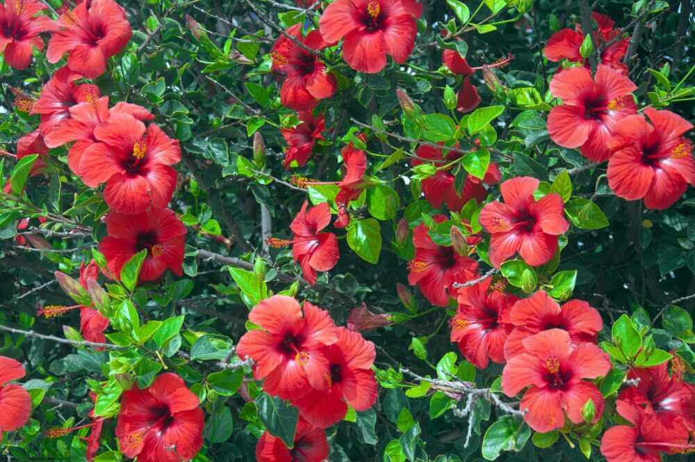 Plantas de exterior resistentes al frío y al sol hibisco