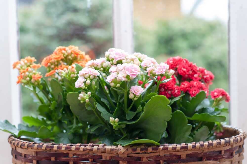 alegría de las plantas de interior