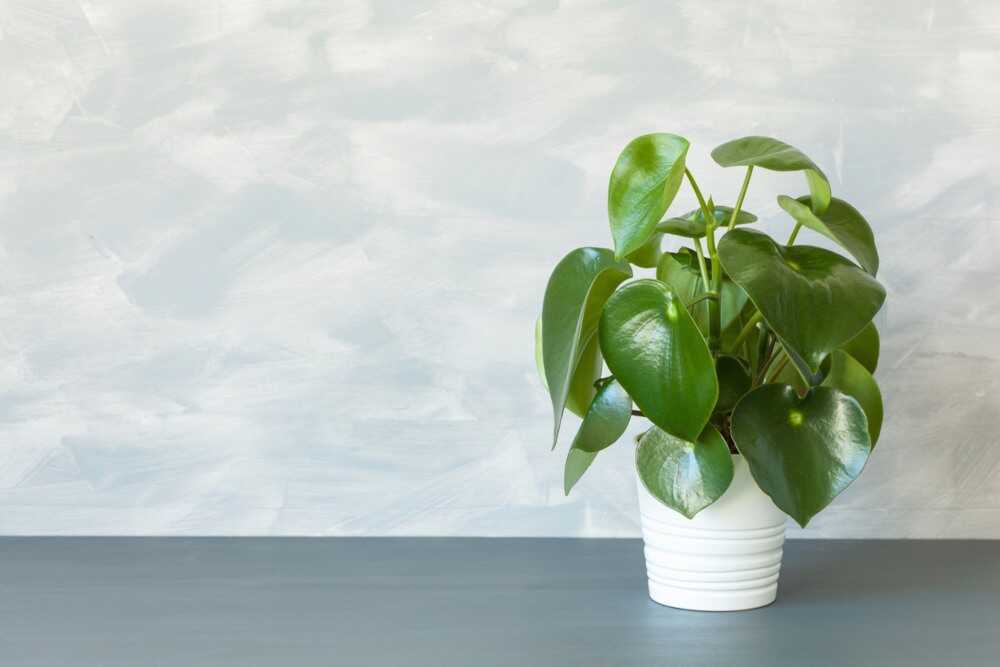 plantas de interior pothos