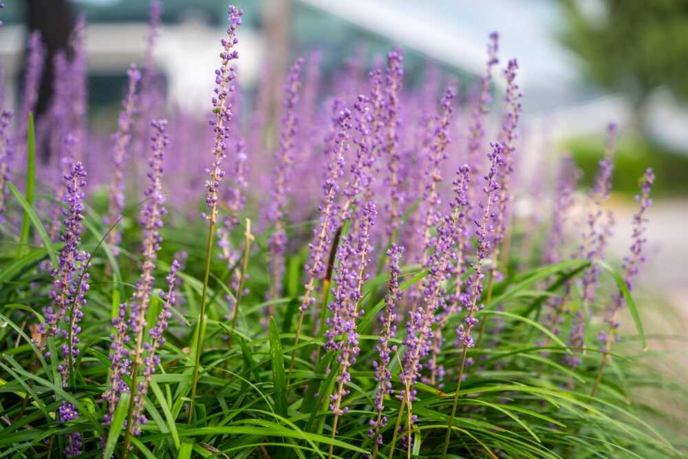 plantas de sombra exterior enredadera

