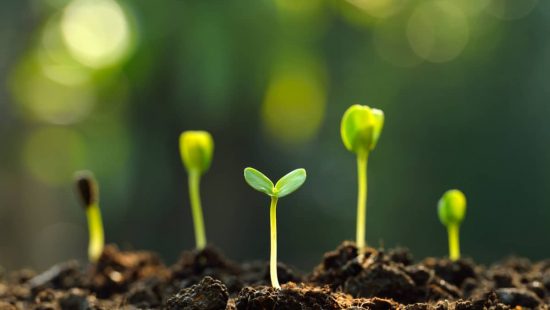 Qué plantar en noviembre siembra