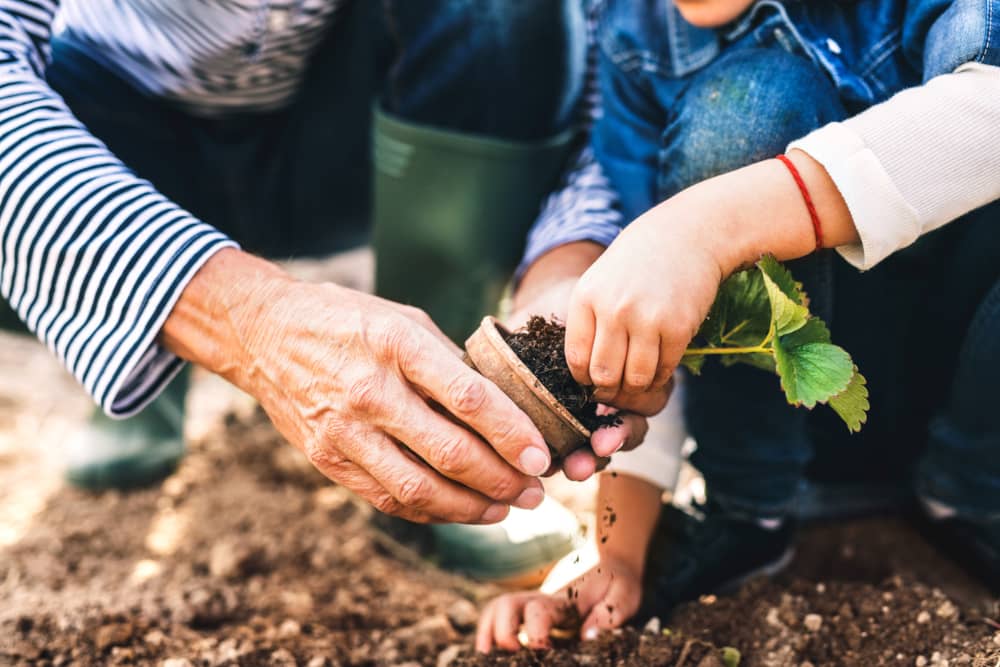 Qué plantar en noviembre verduras