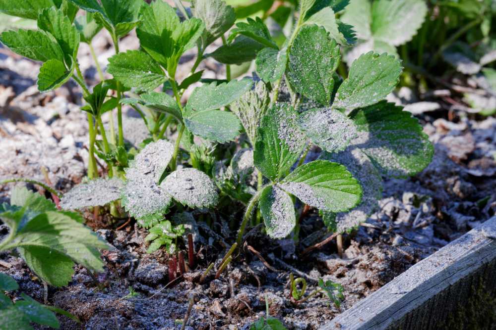 Ceniza como fertilizante para prevenir plagas