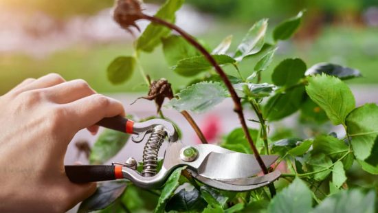 consejos de como podar un rosal
