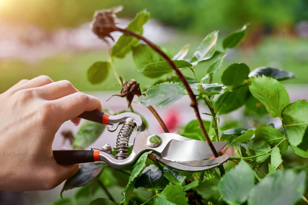 como podar las ramas secas de un rosal