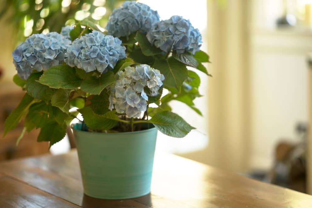 Flores y plantas de otoño: la hortensia