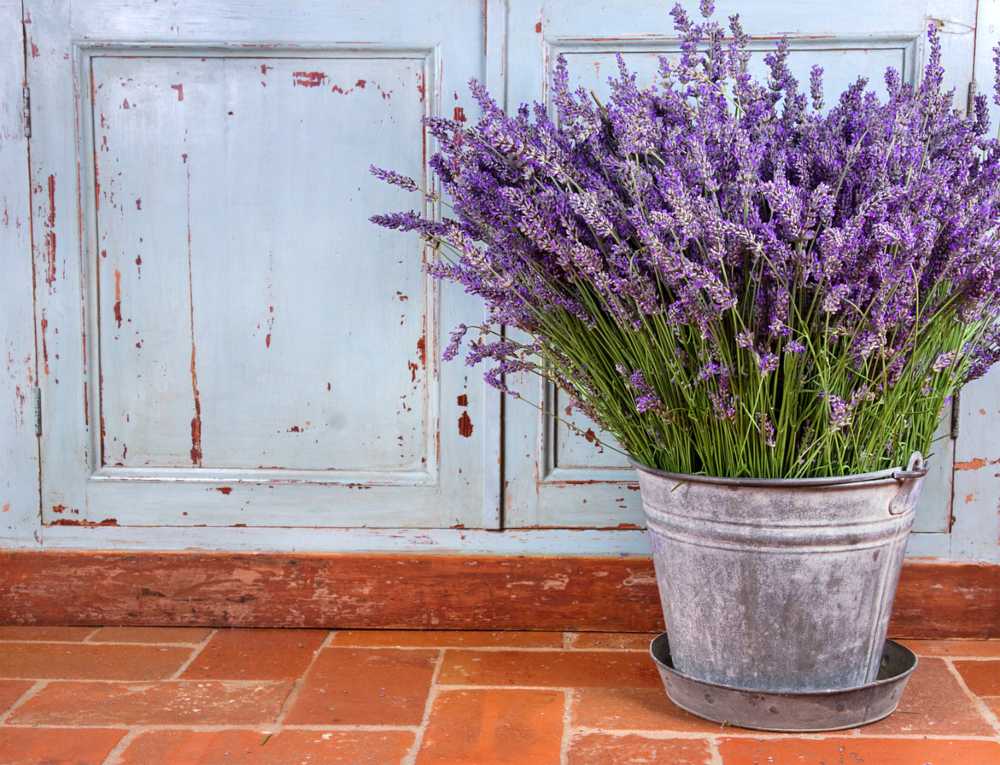 Flores y plantas de otoño: lavanda