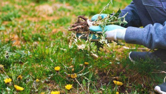 Las mejores herramientas para quitar malas hierbas