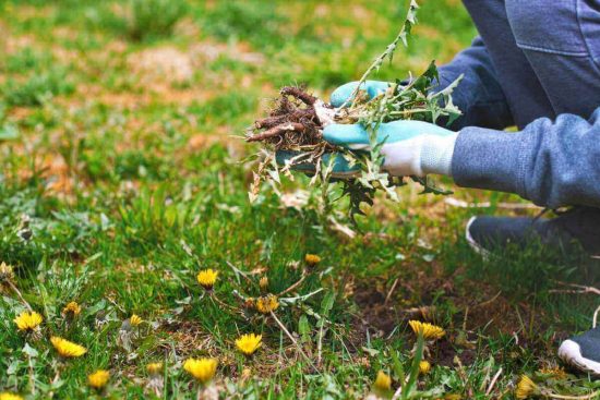 Las mejores herramientas para quitar malas hierbas