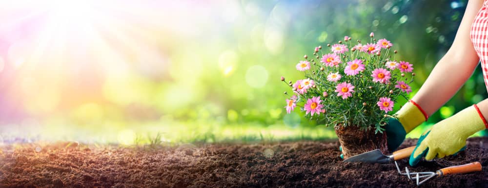 Plantar en tu macizo de flores