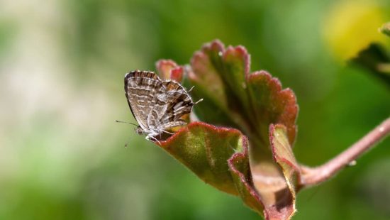 como combatir la mariposa del geranio