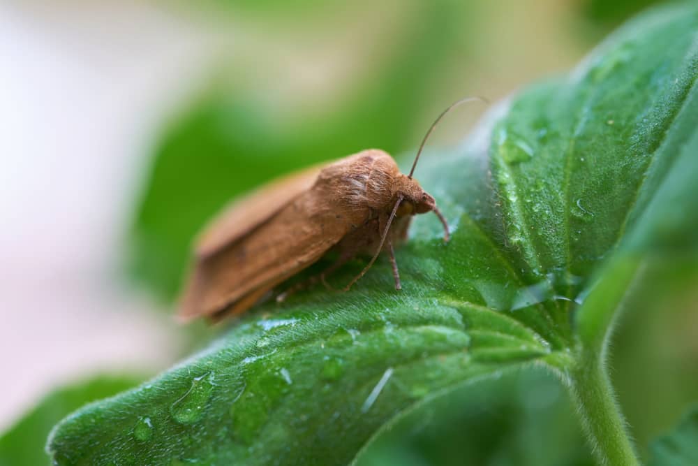 Señales del ataque de la mariposa del geranio