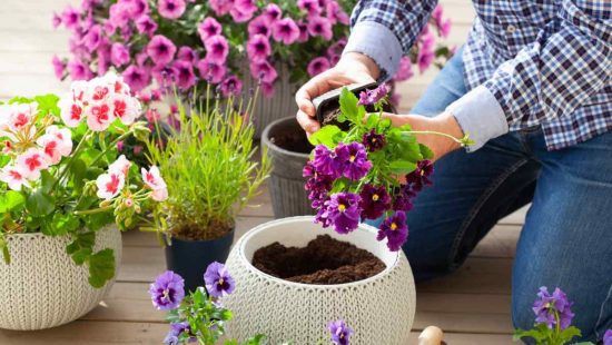mejores plantas para el balcón
