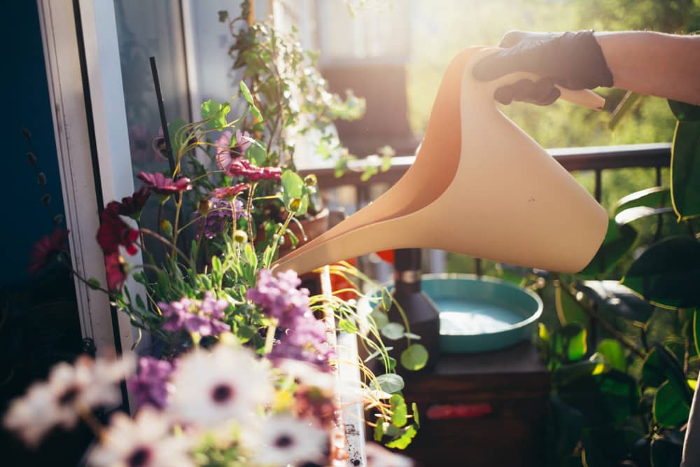 Cuidados generales de las plantas para el balcón