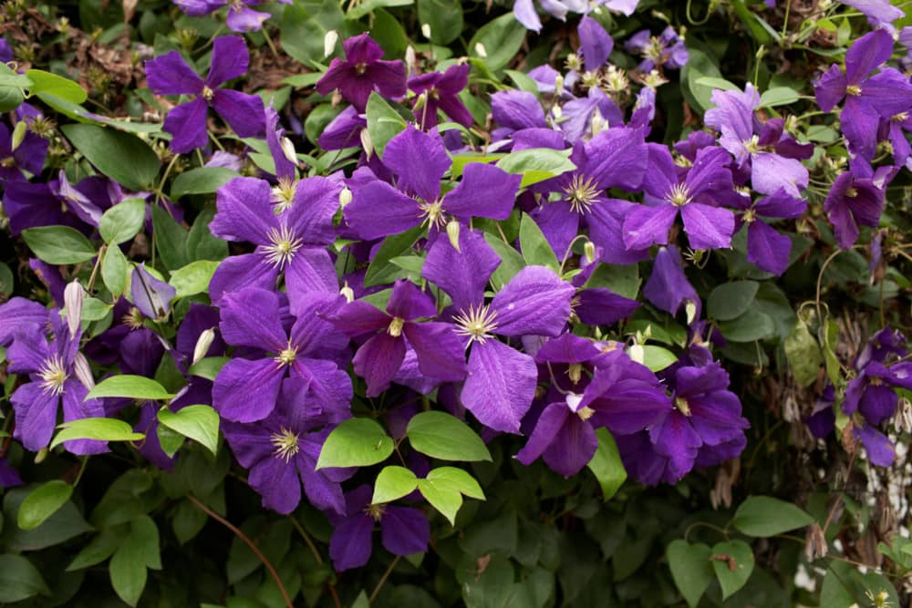 Plantas para el balcón con flores.