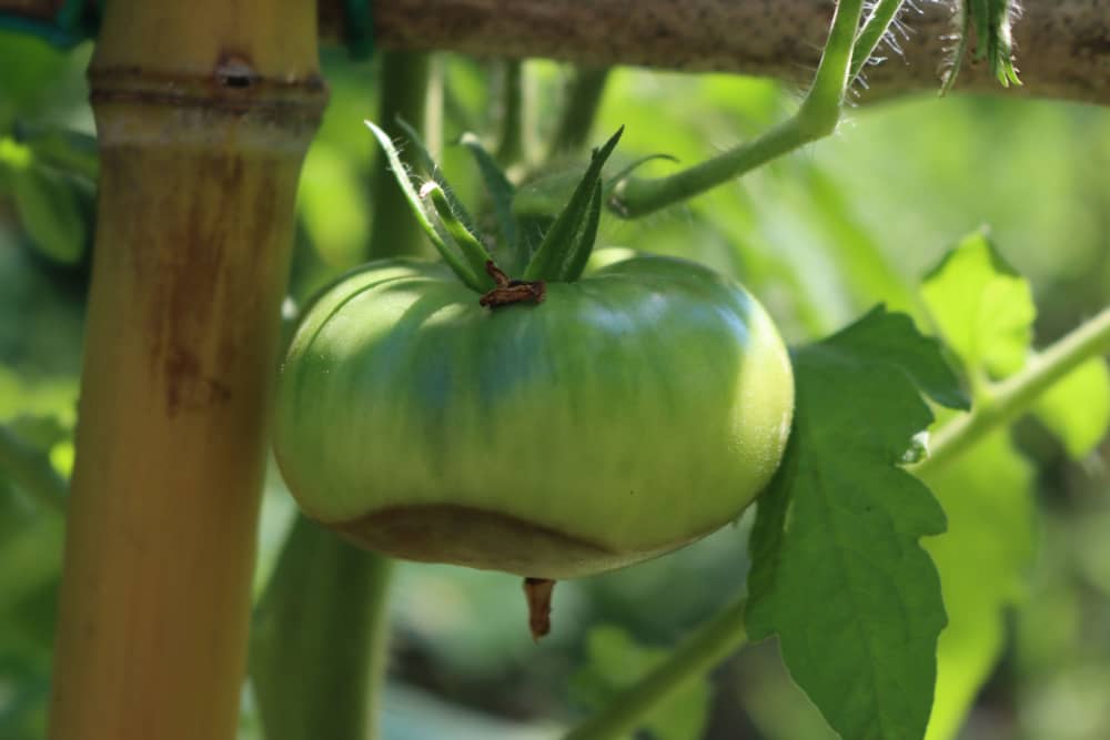 La podredumbre de la flor del tomate, un problema que se puede evitar