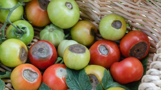 Qué es la podredumbre apical del tomate