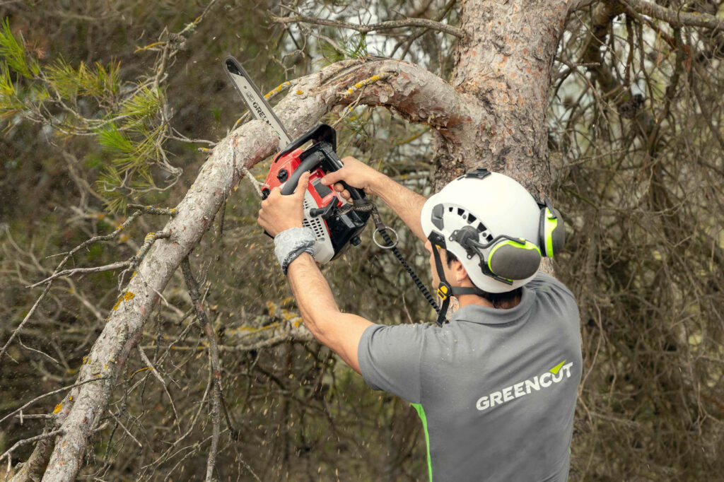 Hombre con motosierra Greencut podando ramas secas de árbol. 