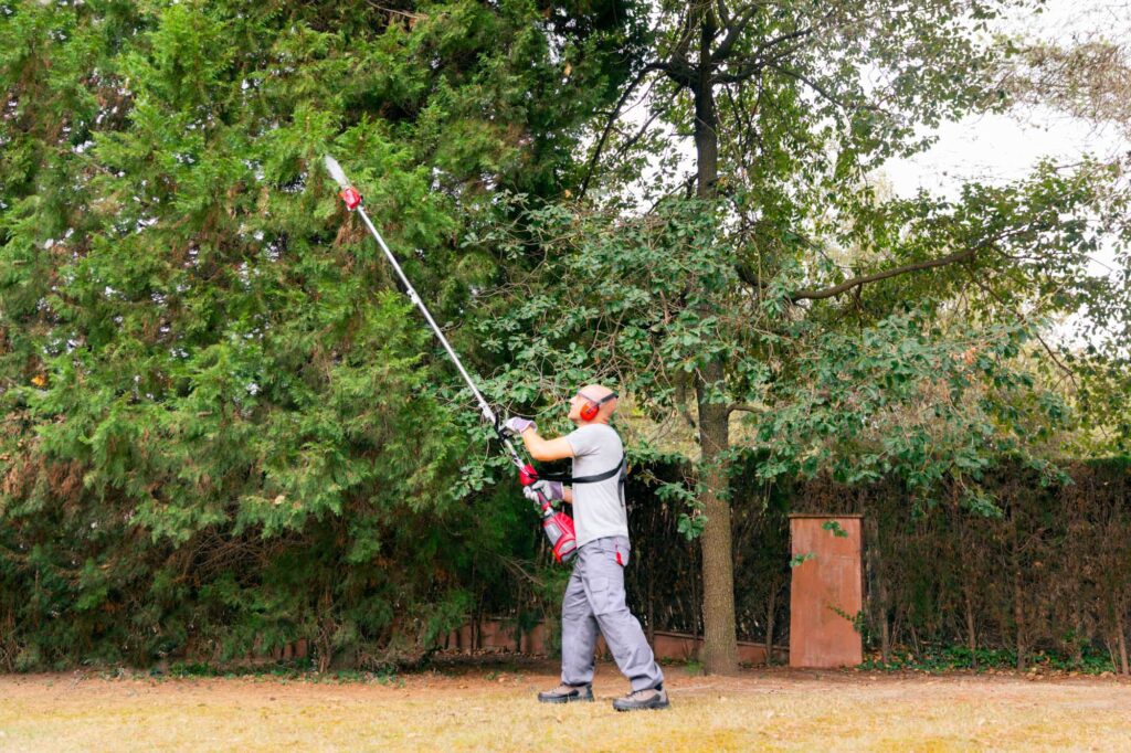 hombre podando un árbol