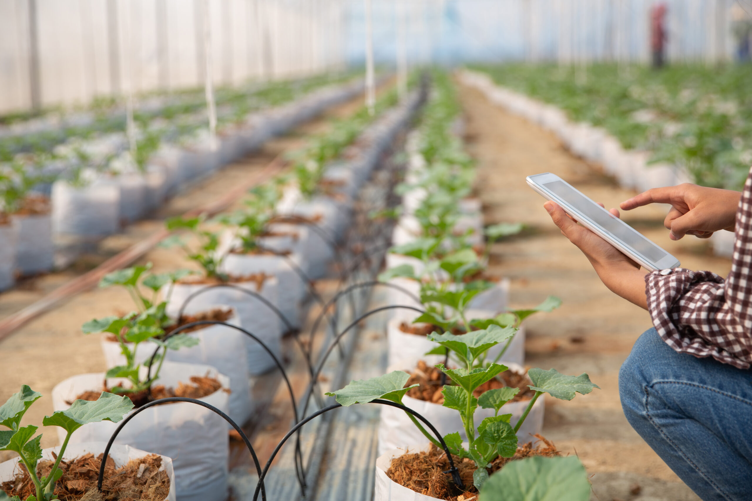 Hortalizas con el método de la agricultura moderna