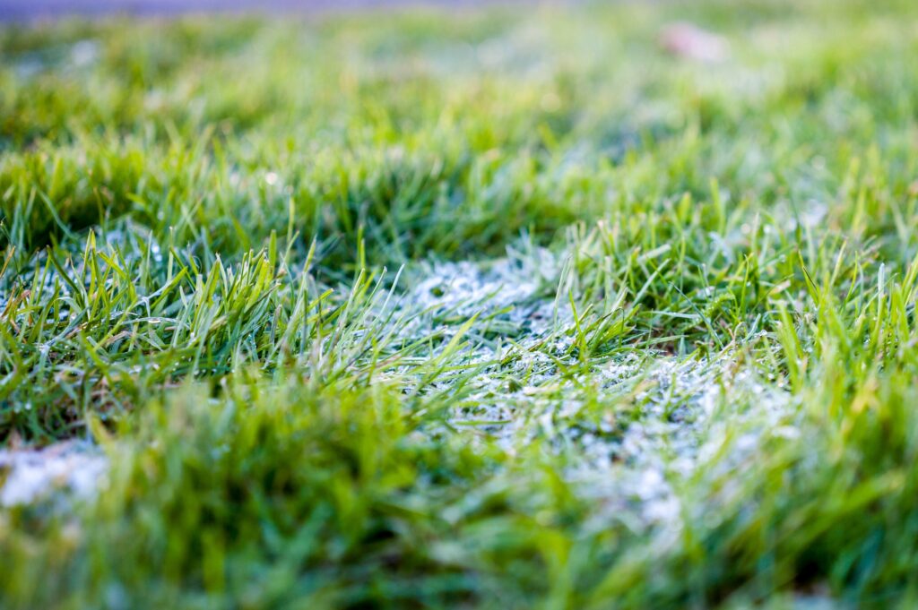 Ejemplo de césped afectado por el clima para saber cómo elegir el tipo de césped adecuado para el jardín