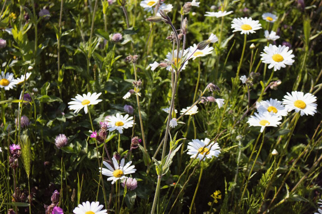 Greencut: Compromiso con la biodiversidad