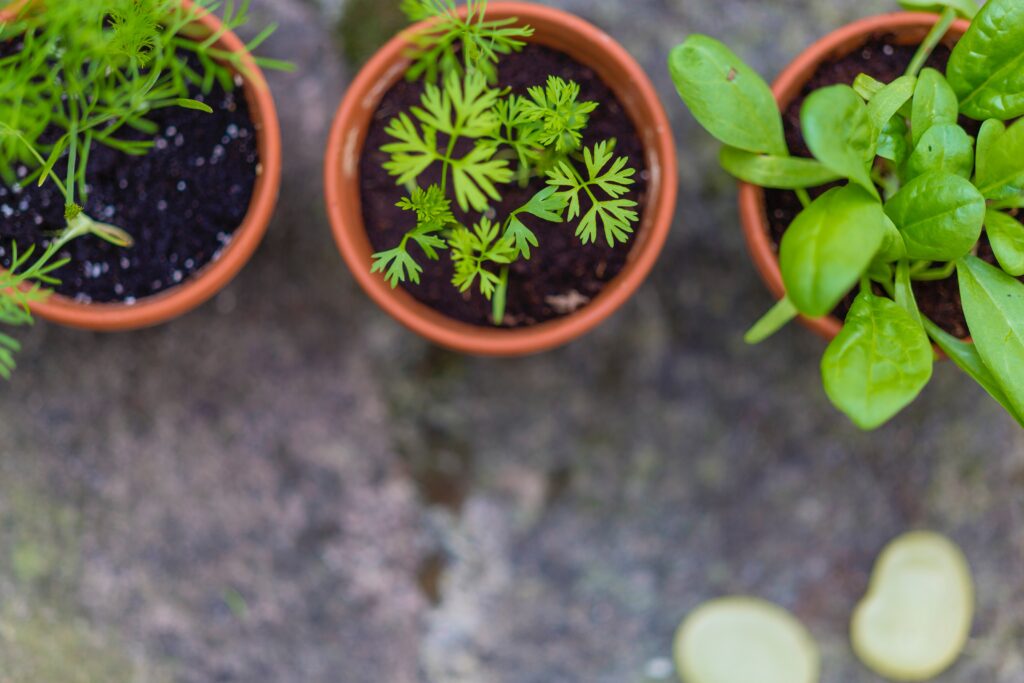 Ideas refrescantes para tu jardín en verano: Cómo aprovechar al máximo la temporada