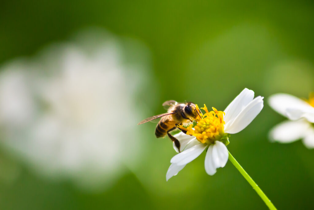 Las abejas contribuyen al equilibrio ecológico
