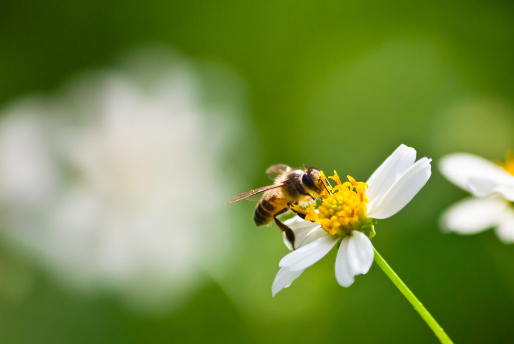 Abeja contribuyendo al equilibrio ecológico